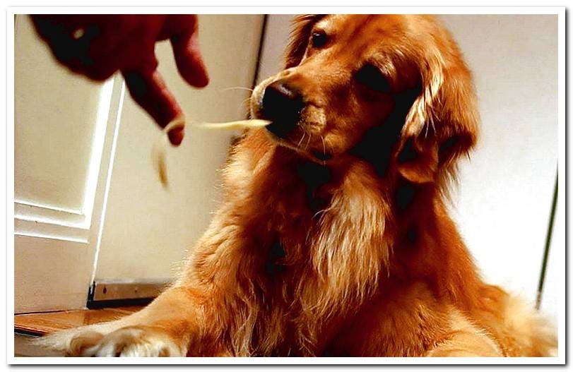 Can a dog eat pasta? Amounts and benefits