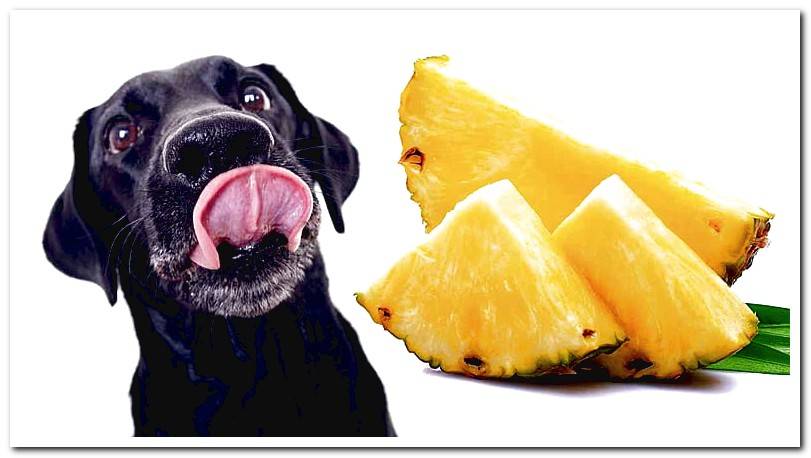 dog-eating-pineapple
