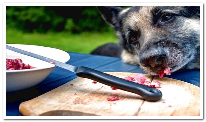 dog eats raw meat with toxoplasmosis