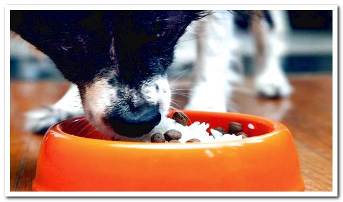 dog eating rice with feed