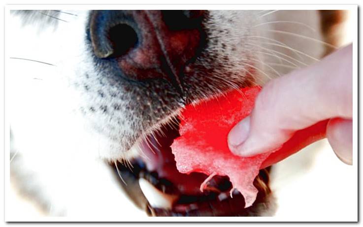 dog-eating-watermelon