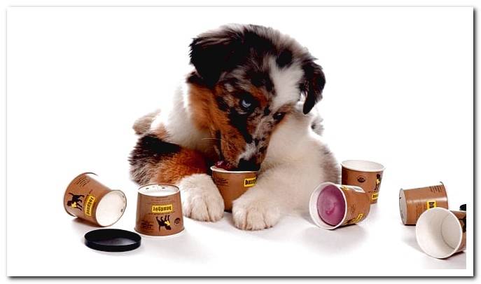 dog eating yogurt