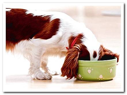 specific food for diabetic dogs