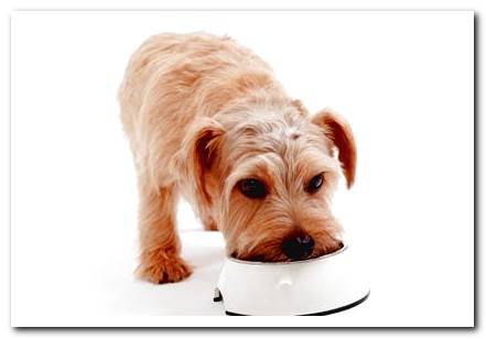 Main allergies in dogs, causes and treatment