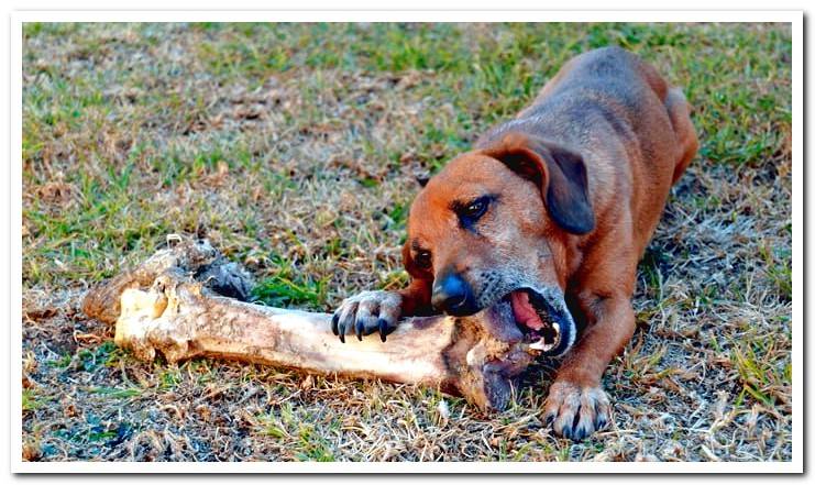 dog eats bone