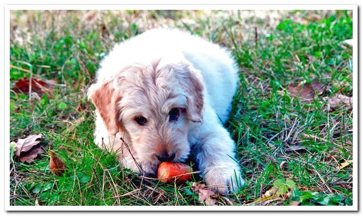 dog eats carrot
