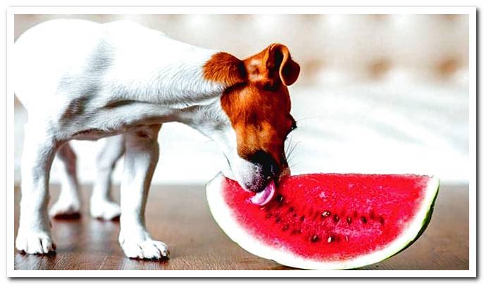 dog eating fruit