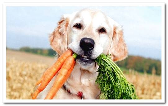 dog eats vegetables