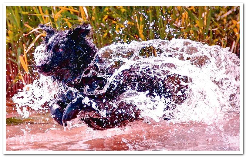 dog-enjoying-a-bath-in-the-lake