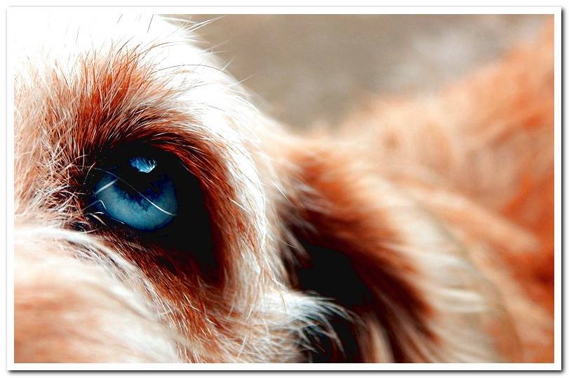 dog eye