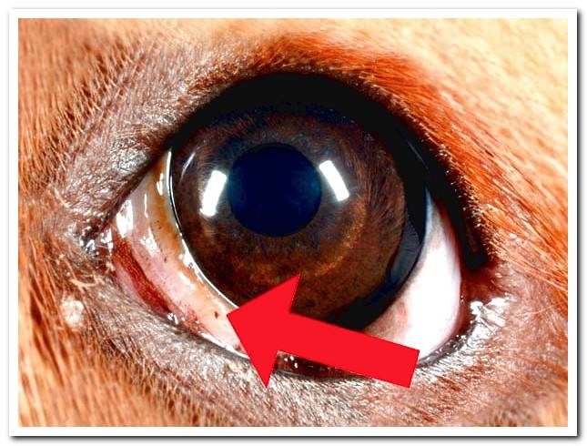 dog-eye-showing-the-third-eyelid