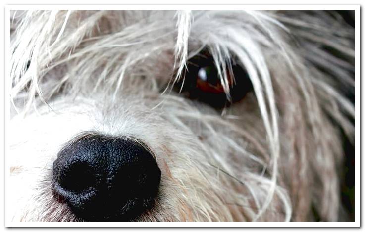 dog-eye-with-conjunctivitis