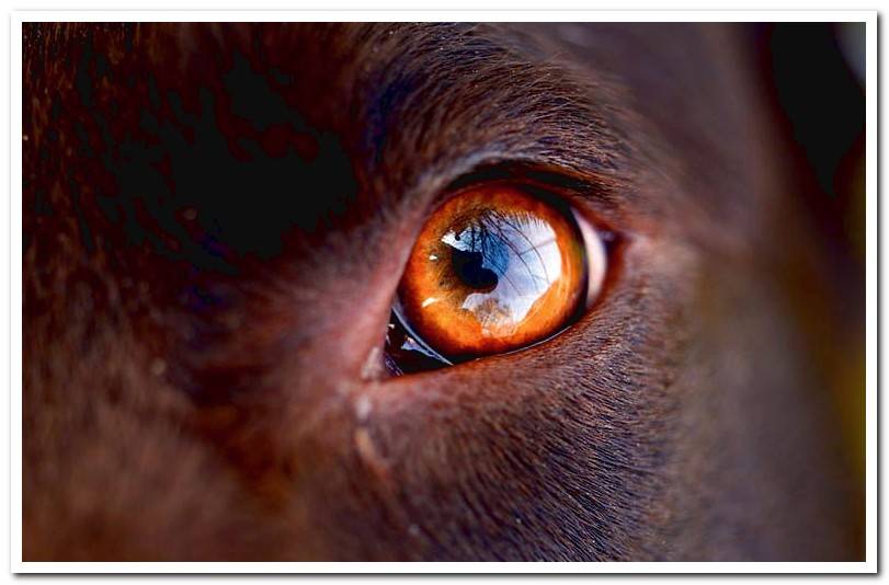 dog eye