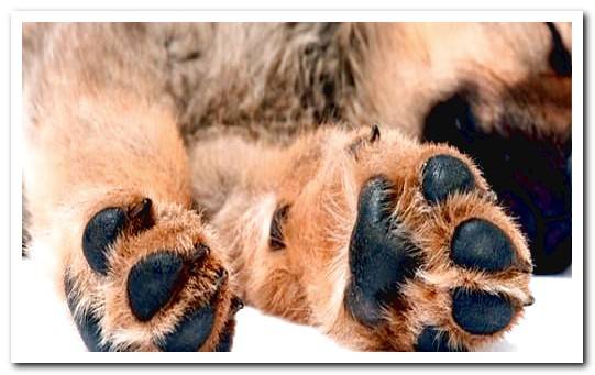 dog feet