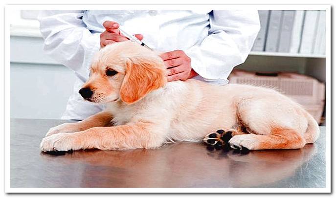Multipurpose vaccine for dogs What is it and when to put it?