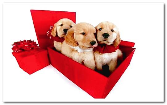 dog gift