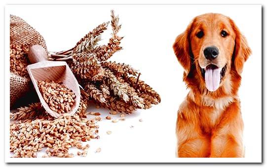 dog gluten intolerance