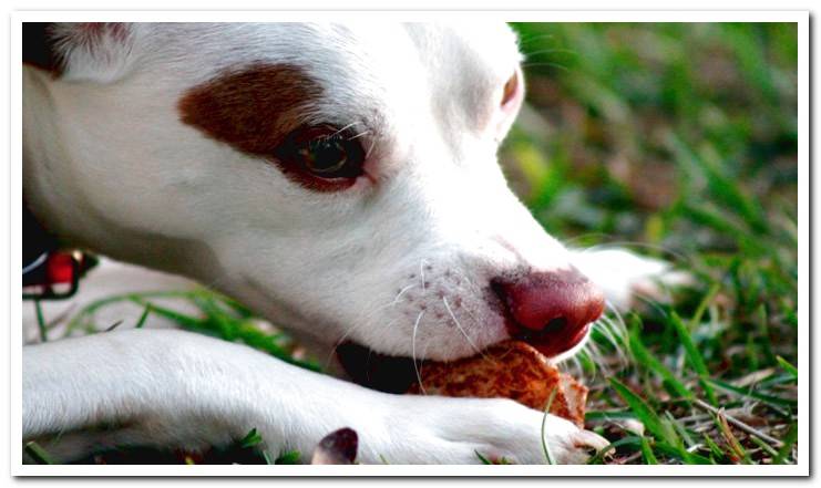 dog gnawing bone