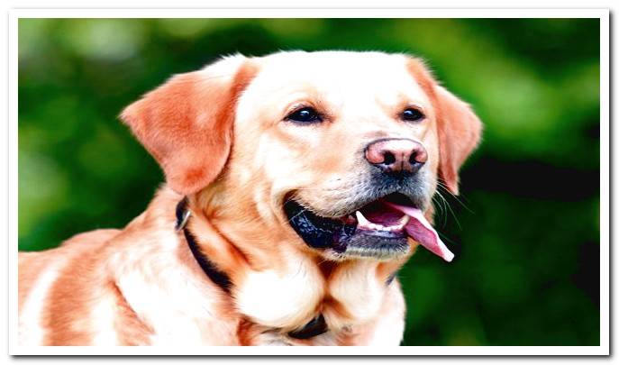 dog head with calm signs