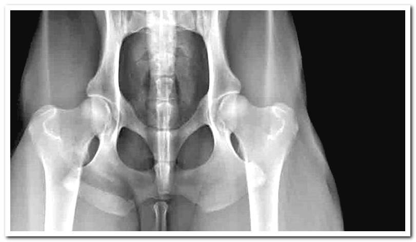 dog-hip-x-ray