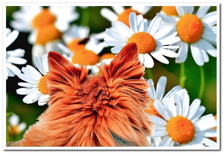 dog-in-a-camomile-crop