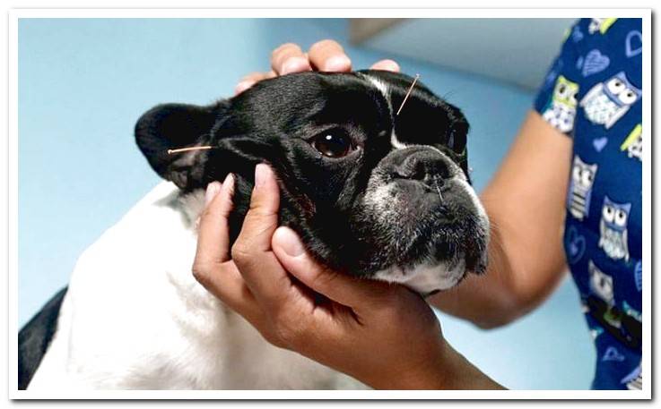 acunpuncture-dog-in-session