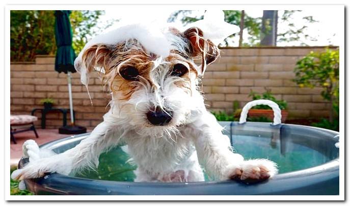 dog in bathroom