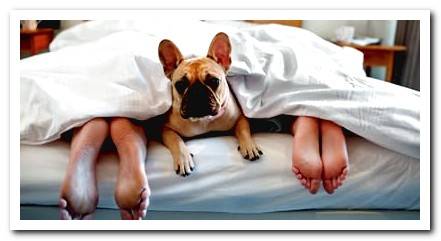 dog sleeping in his bed