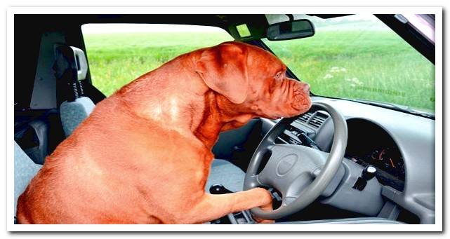 dog in car interior