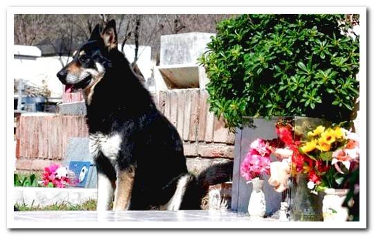 dog in cemetery