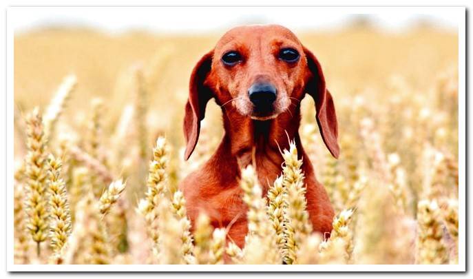 dog-in-cereal-field