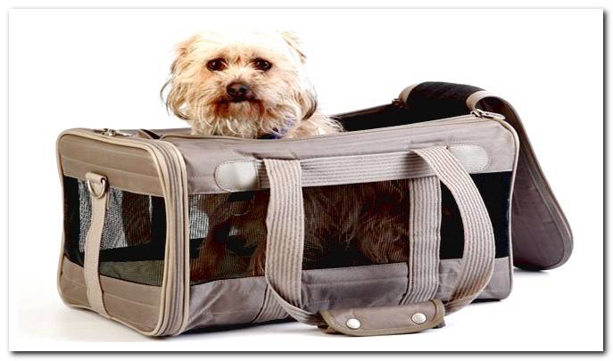 dog inside a cloth carrier
