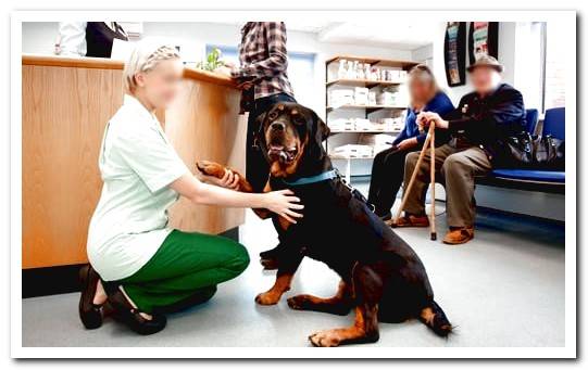 dog-in-veterinary-consultation