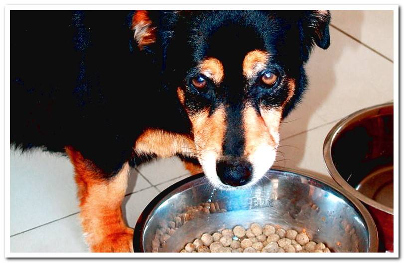 My dog ​​does not want to eat his kibble - Tips and tricks