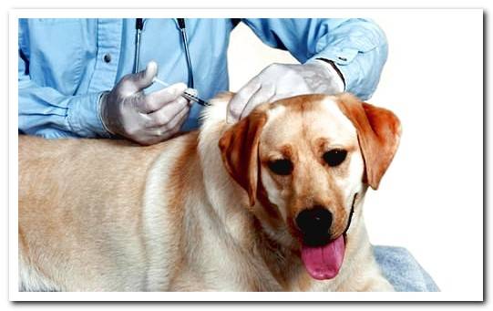The 7 most common fatal diseases in dogs and their symptoms