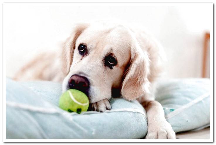 dog-in-his-bed-keeping-a-small-ball