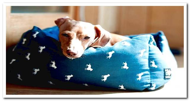 dog in his bed