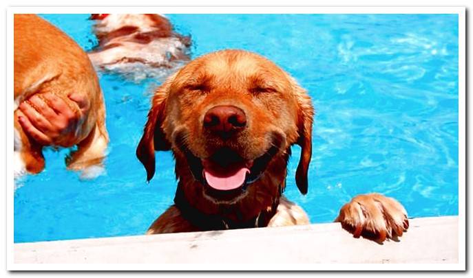 dog in pool