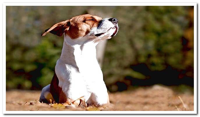 dog in spring