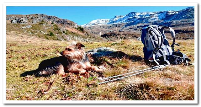 Dog hiking in the mountains