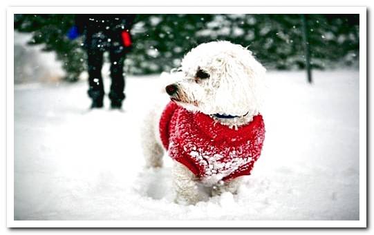 dog in the snow