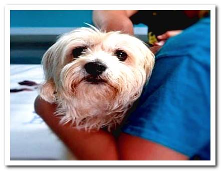 scared dog at vet