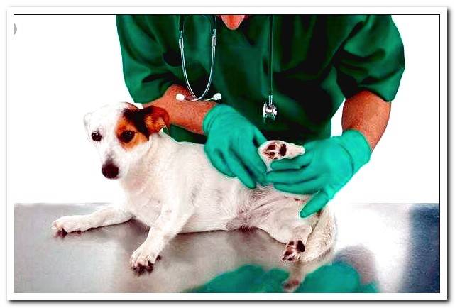 dog-in-vet-analysis