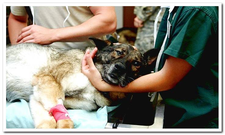 dog-in-veterinary-clinic