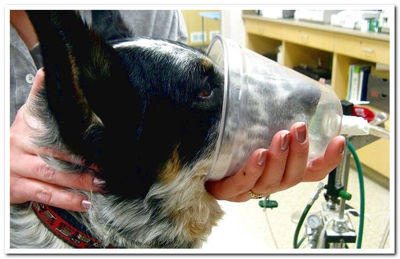 dog-in-veterinary-clinic-taking-oxygen