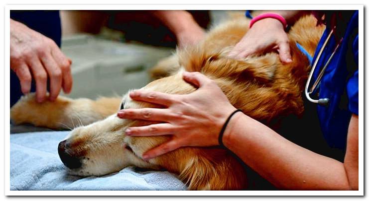 dog-in-clinic-veterinaryn-to-be-self-injured