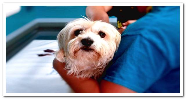 dog in veterinary clinic