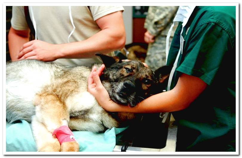 dog-in-hospital-vet