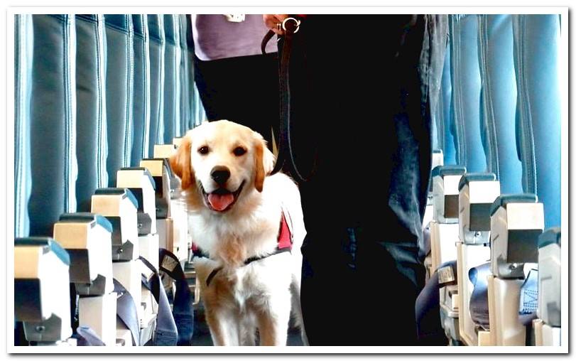 dog-inside-an-airplane
