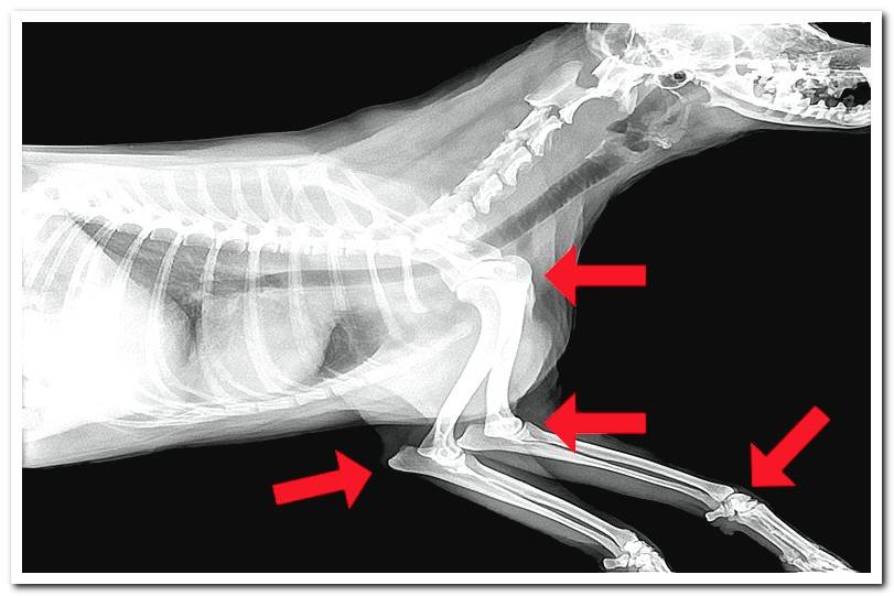 dog-joint-x-ray